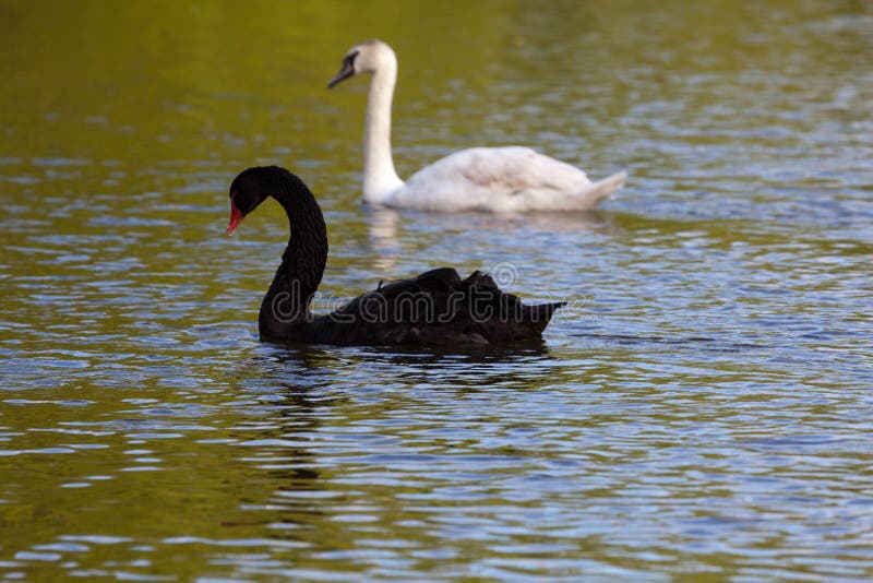 Black and white swan on lake