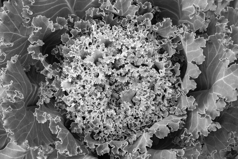 Black white texture of a cauliflower