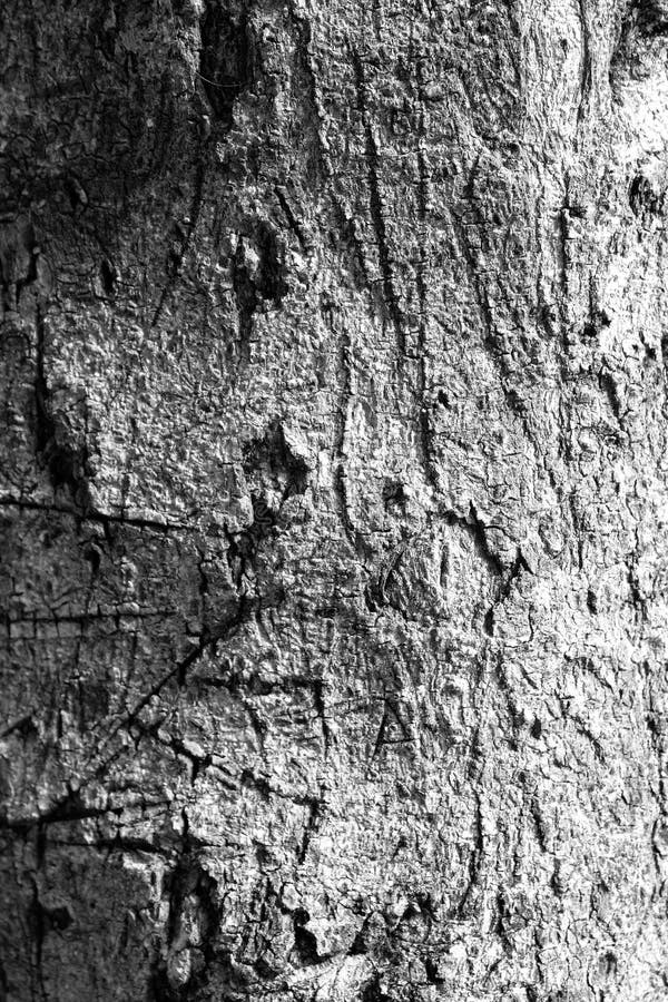 Black and White Texture of Tree Bark Stock Image - Image of black ...