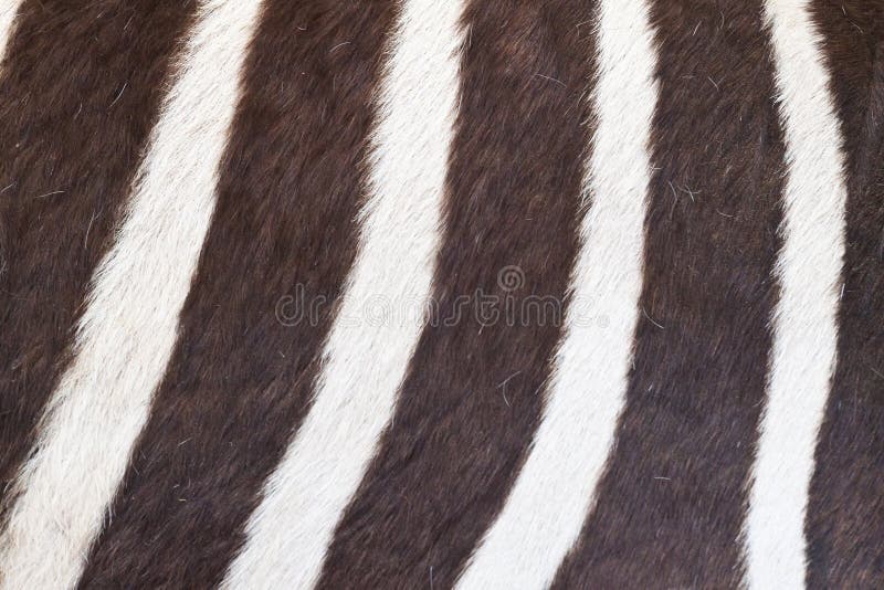Black and White Texture of Zebra Skin Stock Photo - Image of nature