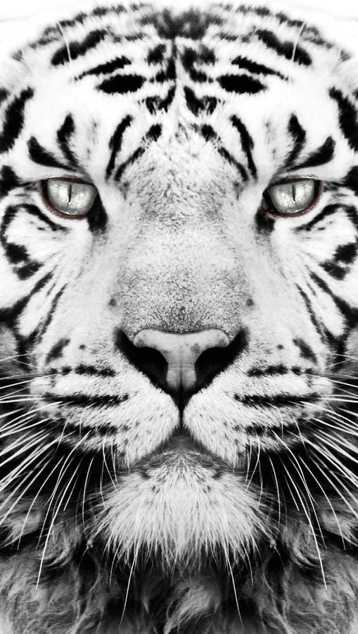 Black and White Tiger Pattern Wallpaper Stock Photo - Image of wild, cell: 104678476 Black and White Tiger Pattern Wallpaper Stock Photo - Image of wild, cell: 104678476