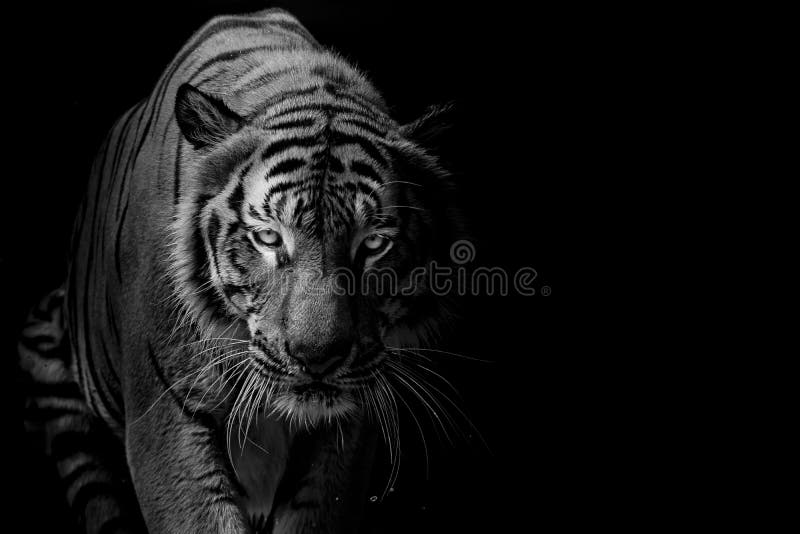 Black and white Tiger portrait in front of black background stock photo Black and white Tiger portrait in front of black background stock photo