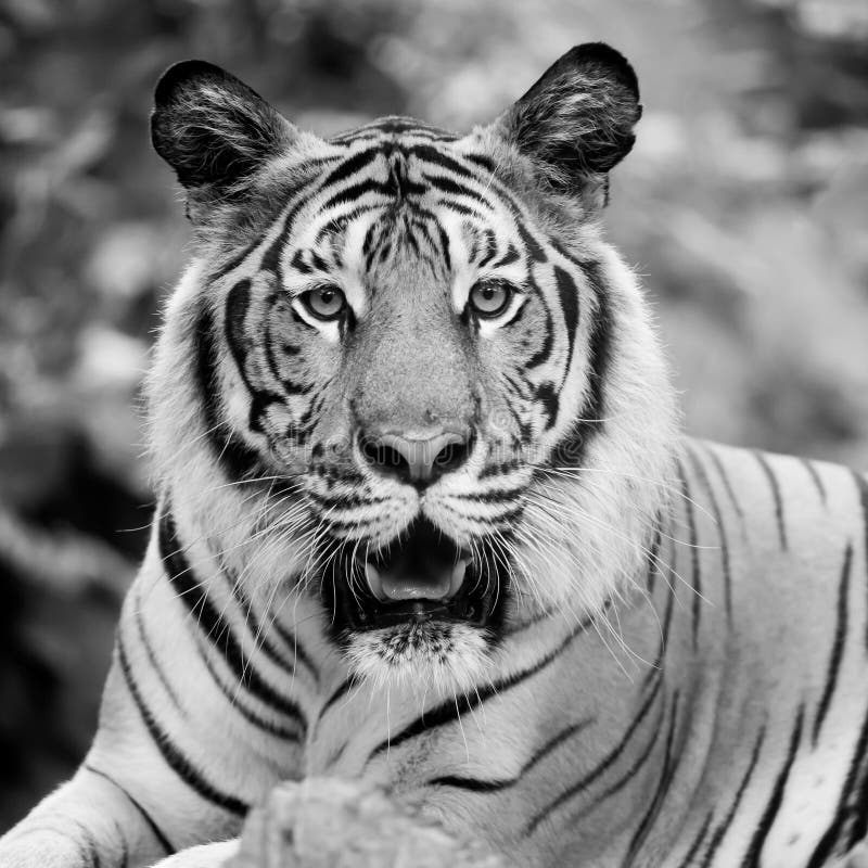 Black and white tiger - Stock Image - Everypixel