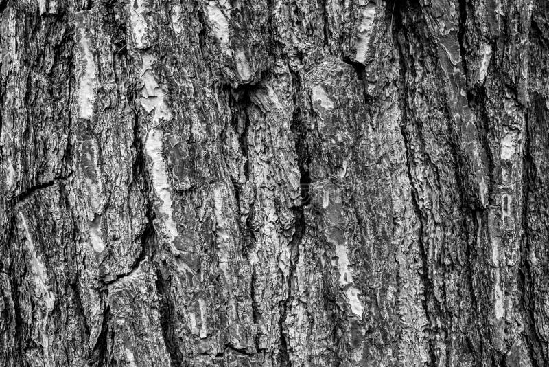 Black and White Tree Bark Background, Closeup. Natural Texture Bark