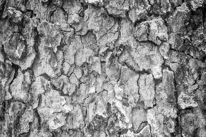 Black and White Tree Bark Texture for Background Stock Image Image of