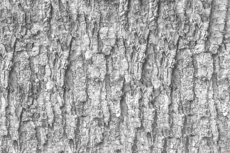 Black and White Tree Bark Texture Background Stock Photo Image of