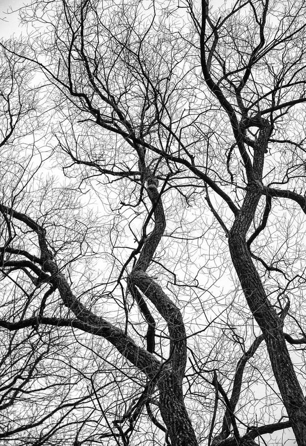Black and white tree stock photo. Image of close, trunk 49378972