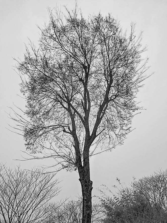 Black and white trees stock image. Image of trees, lonely - 155489069