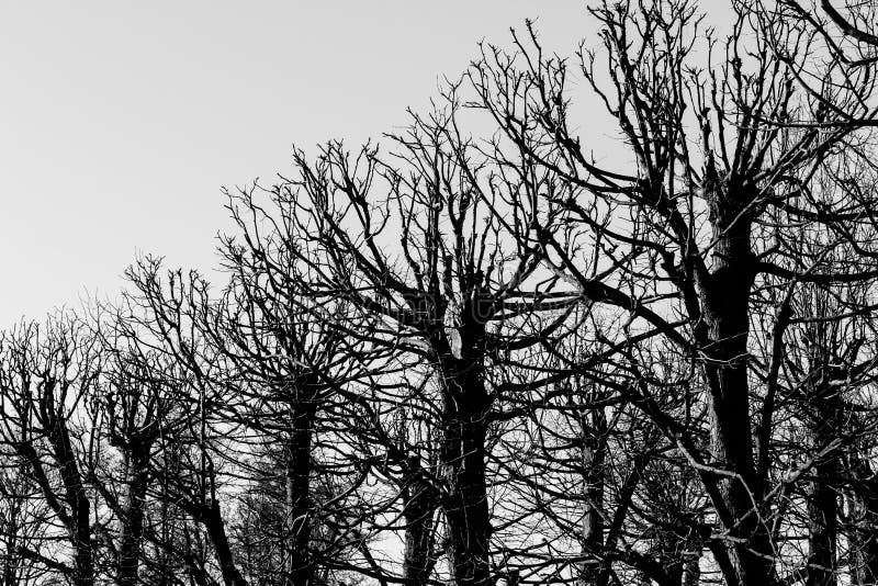 Black and White Trees Silhouettes Stock Photo - Image of isolated ...