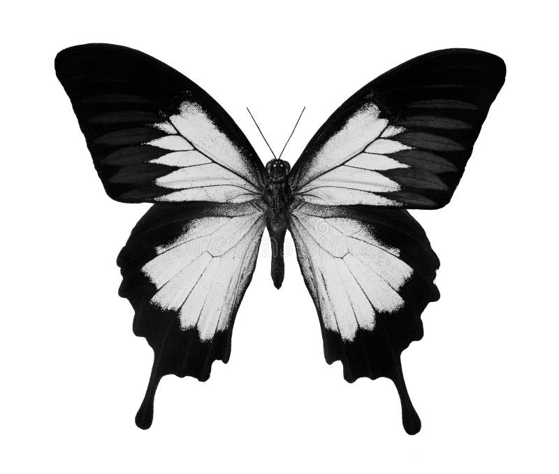Black and White Tropical Butterfly Isolated on White. Butterfly Ulysses
