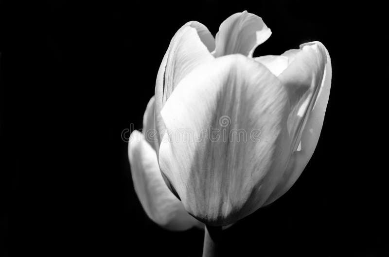 Black and white tulips