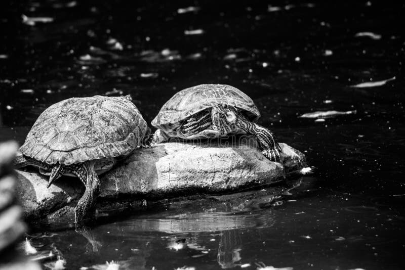 Black White Turtles Stock Image Image Of Turtles 153959061