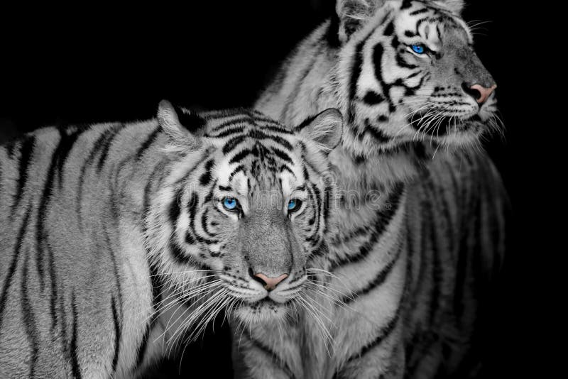 tiger iPhone Live Wallpaper  Download on PHONEKY iOS App