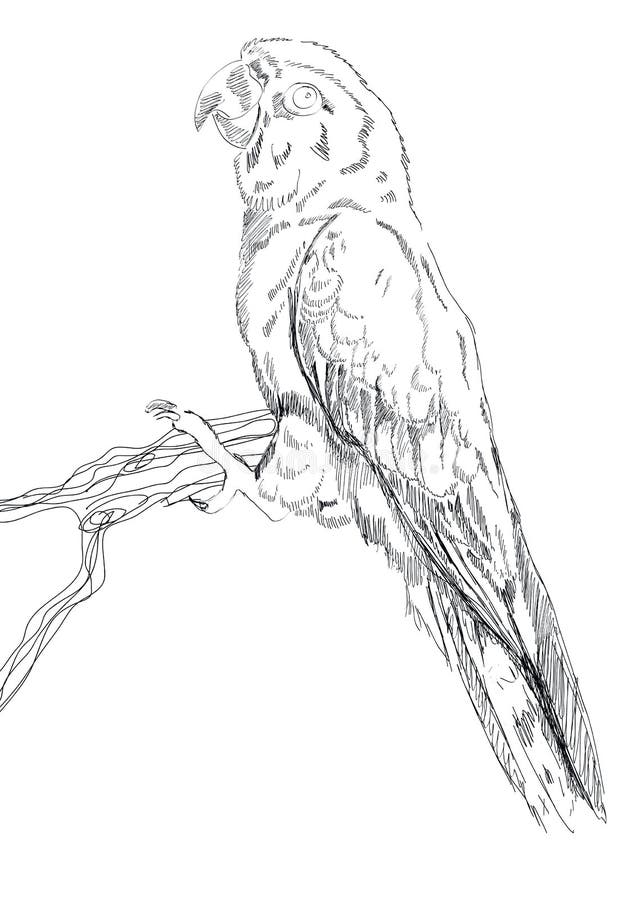 macaw bird sketch macaw bird sketch