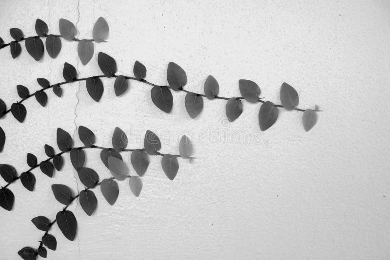 Black and White Walls of the Leaves for Background Stock Image Image