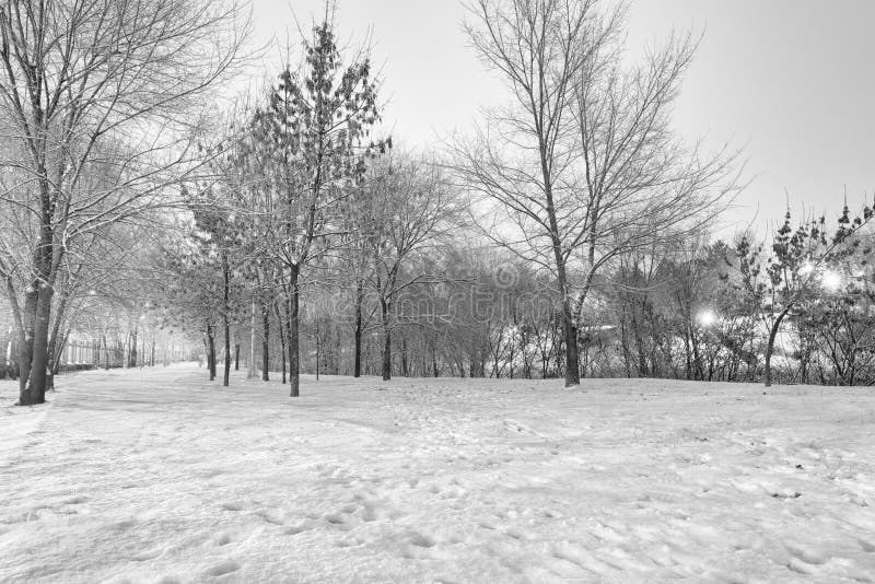 Black and White Winter Landscape Stock Photo Image of vivid