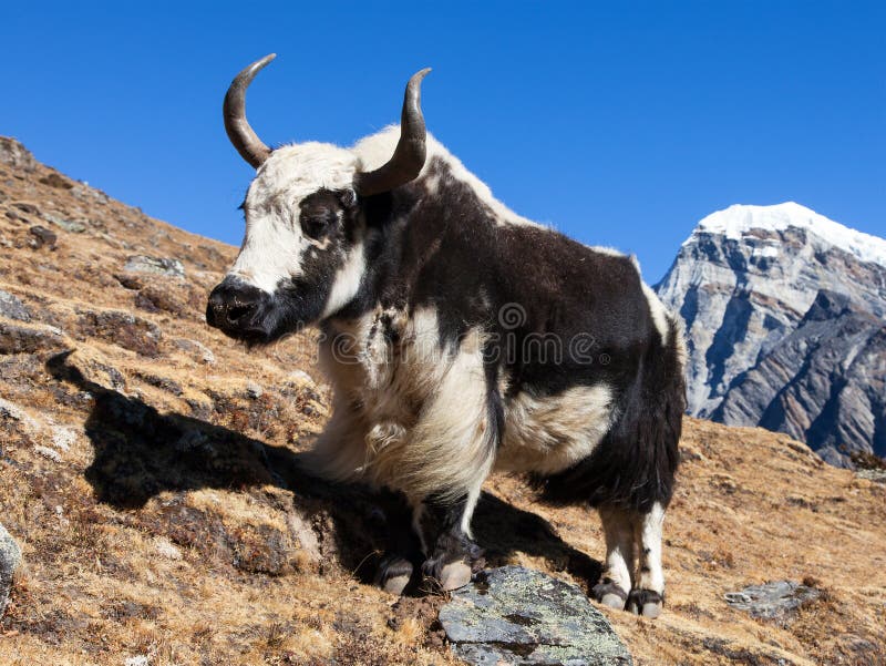 Black and white Yak stock photo. Image of nepal, mount - 111944354
