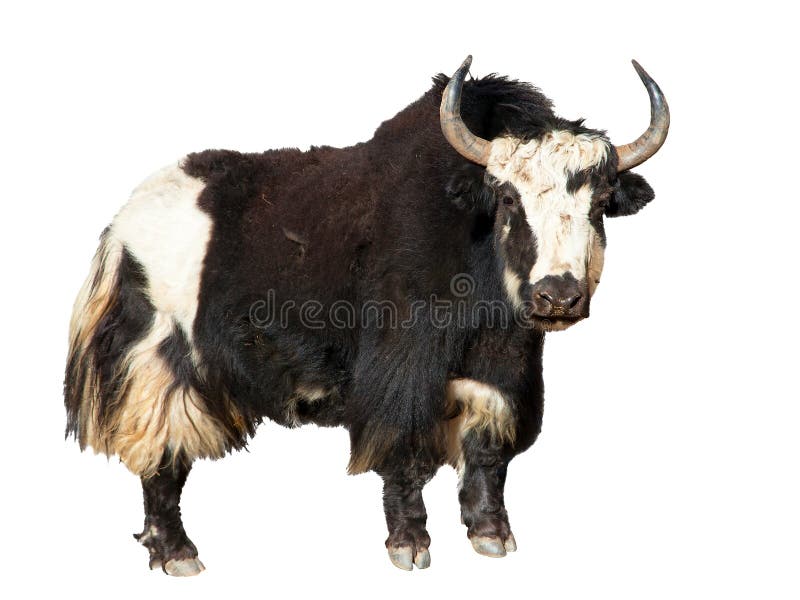Black and White Yak Isolated on White Background, Yaks are Farm and Caravan  Animal in Nepal and Tibet Stock Photo - Image of livestock, hoofed:  131417190