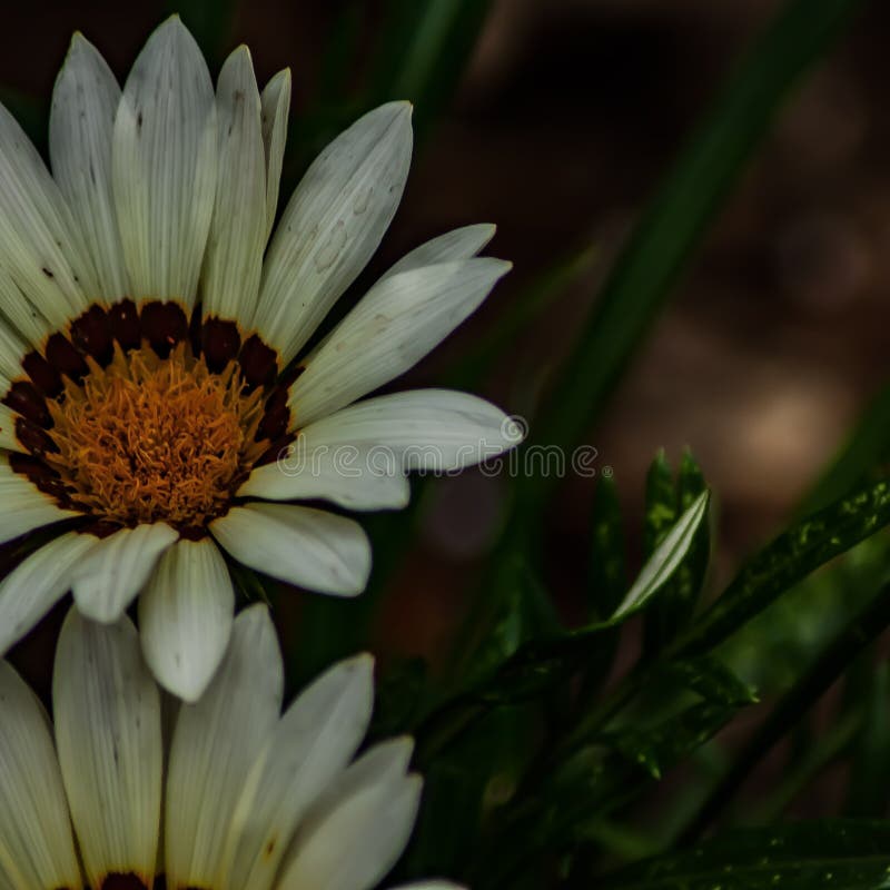 White Yellow Flowers Picture. Image 82994356