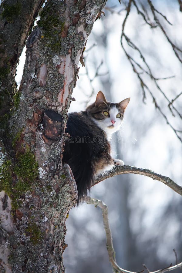 Black and White Young Cat Climbing on a Tree in Winter Park. Stock