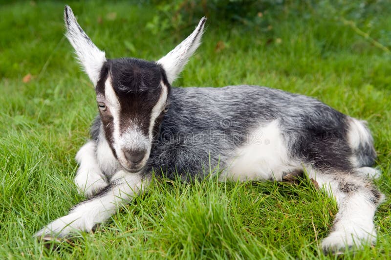 Black white young goat on green royalty free stock photography