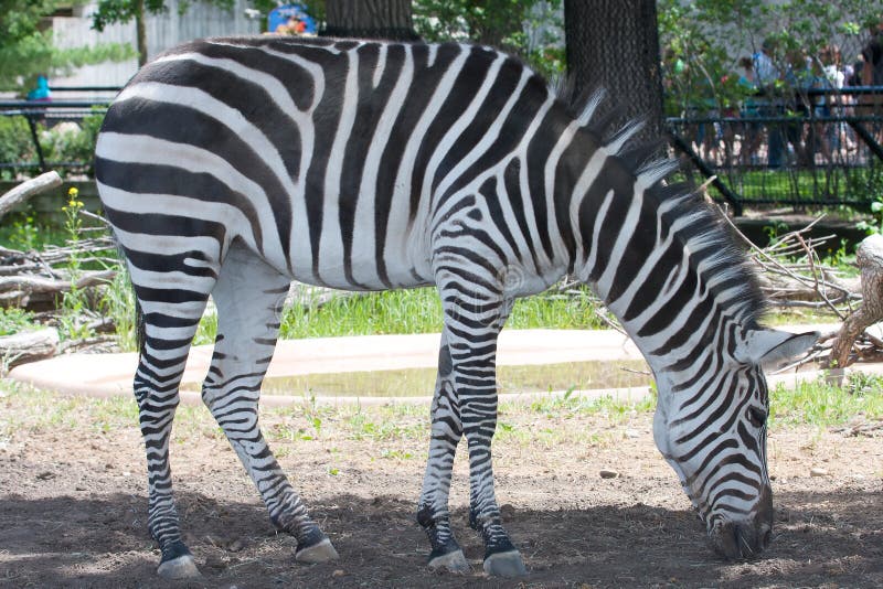Black and white zebra stock image. Image of camouflage - 26838859