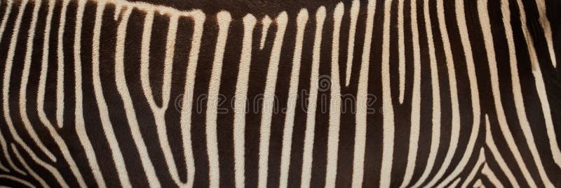 Black and White Zebra Skin with Space for Text. Stock Photo - Image of