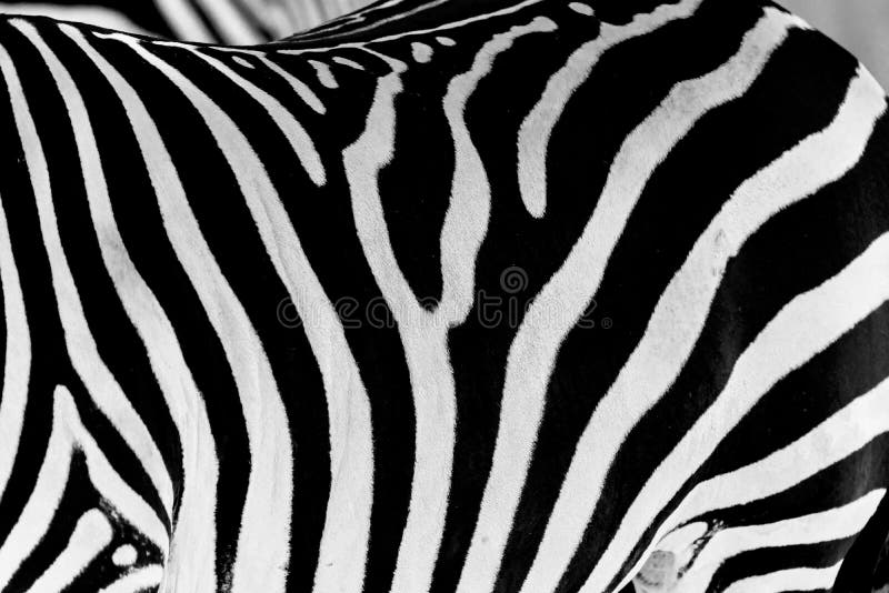 Black and White Zebra Skin stock photo. Image of camouflage - 83495358