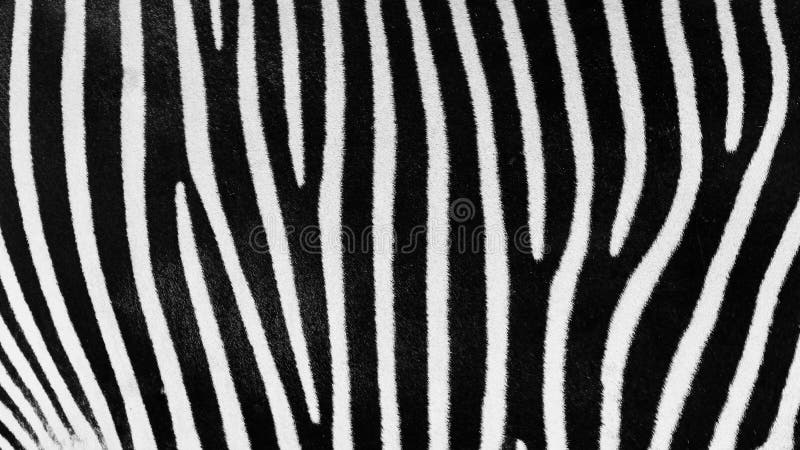 Black And White Zebra Skin stock photos Black And White Zebra Skin stock photos