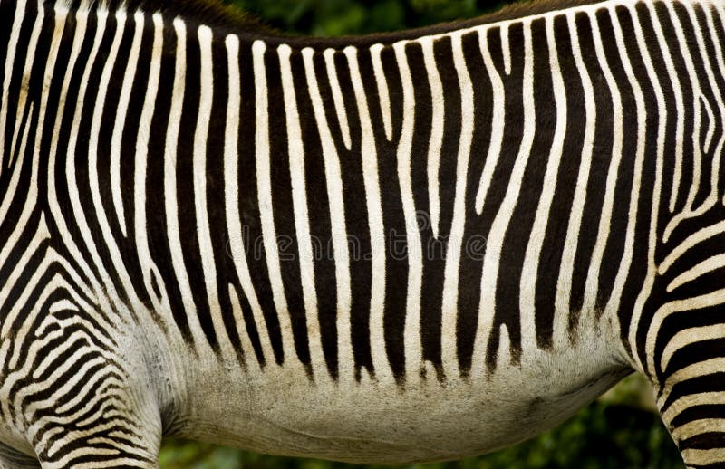 Black and white zebra stripes stock photo Black and white zebra stripes stock photo