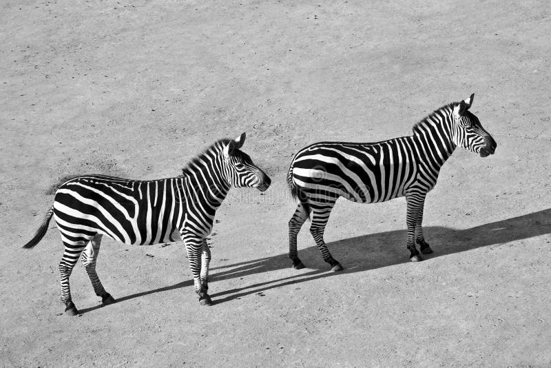 Zebra, Equus Quagga in the Zoo Blijdorp in the City Rotterdam in the