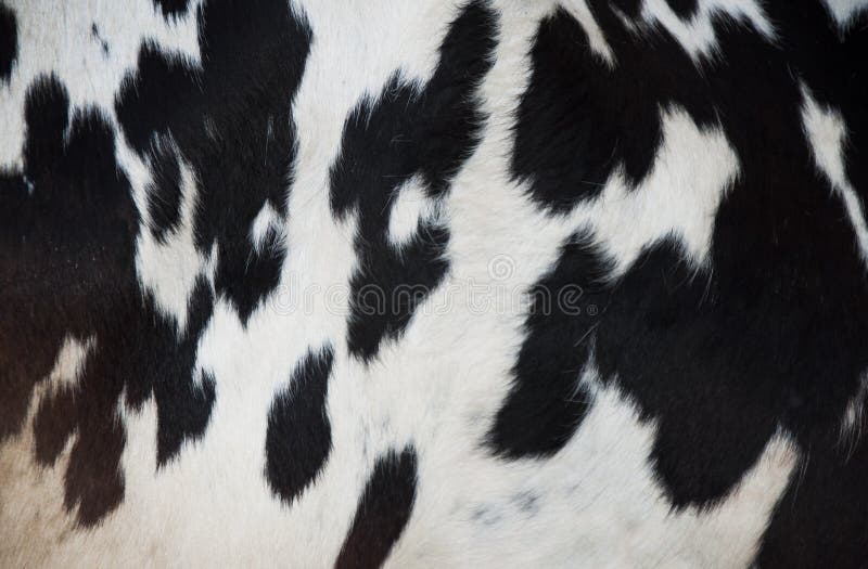 Black And White Hair Cow Skin Real Genuine Natural Fur Free Space