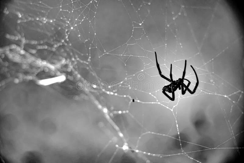 Black Widow Arachnid Spider Caught in Its Own Web Stock Photo - Image of clouds, beautiful: 156352554 Black Widow Arachnid Spider Caught in Its Own Web Stock Photo - Image of clouds, beautiful: 156352554