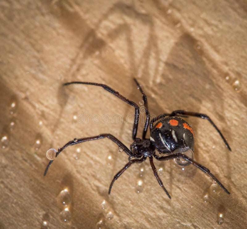 Black Widow And Shadow Stock Photo Image Of Close Shadow 81620956