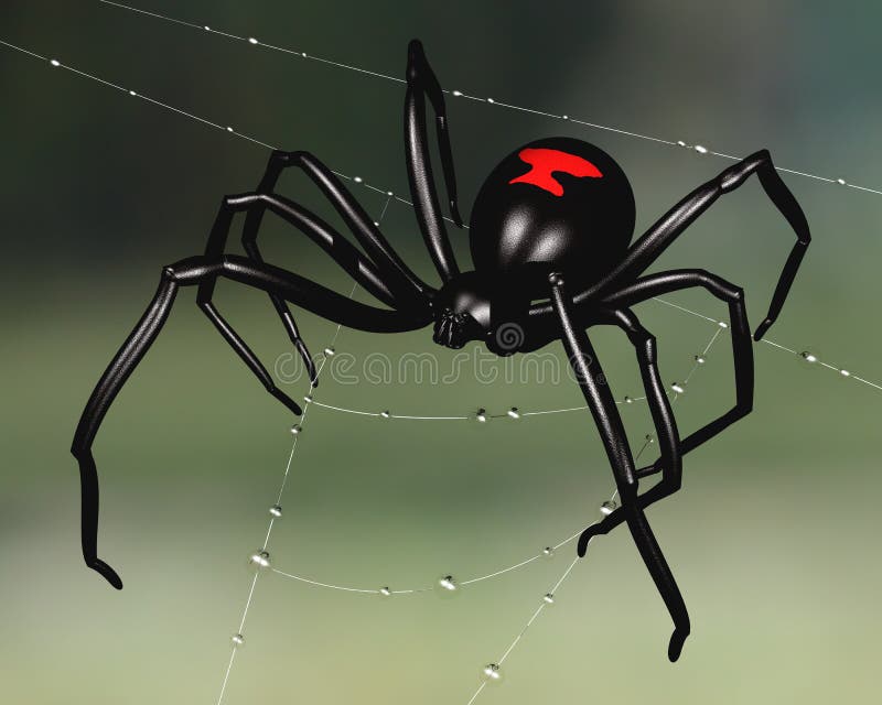 1,801 Black Widow Spider Stock Photos Free & RoyaltyFree Stock