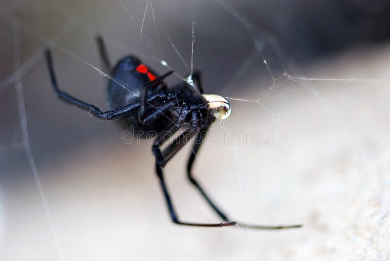 Zblízka ako čierna vdova spider v webe.