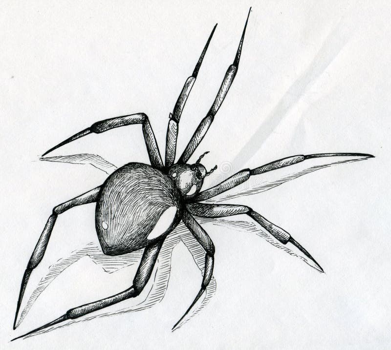 Hello Spider !!!, Realistic Drawing/illustration by arthur smart -  Foundmyself