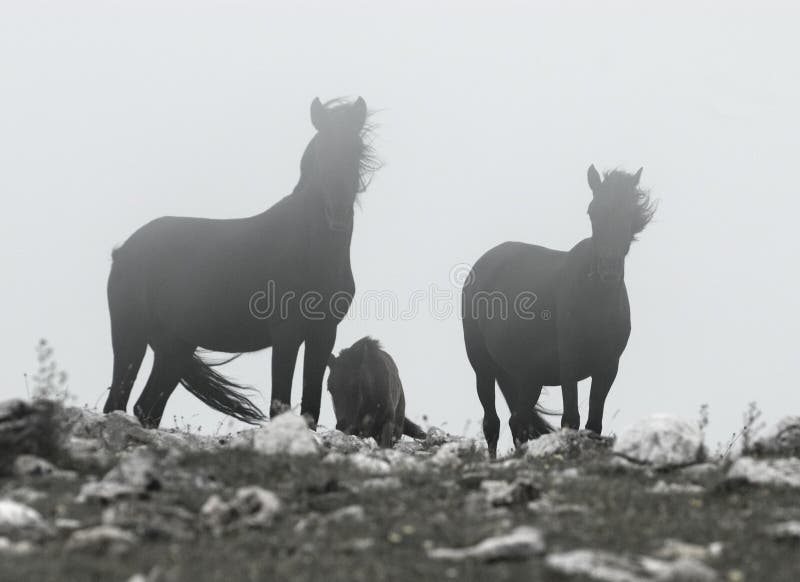 Black wild horses