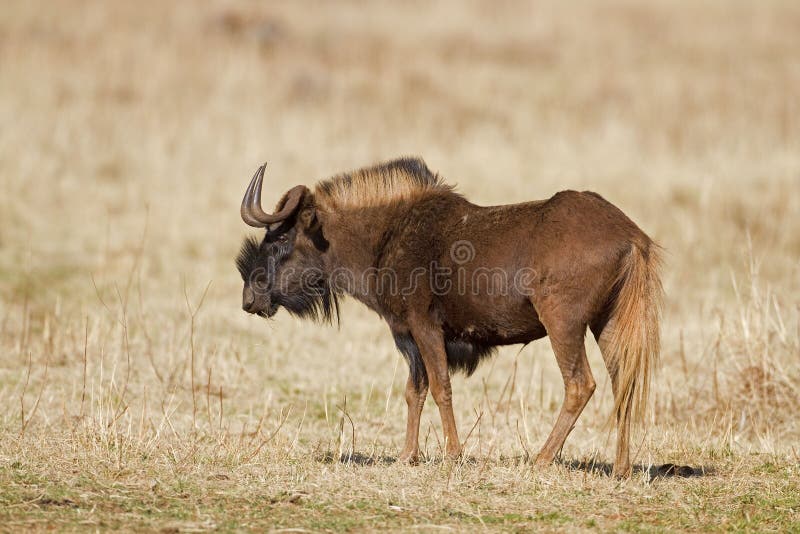 Black wildebeest