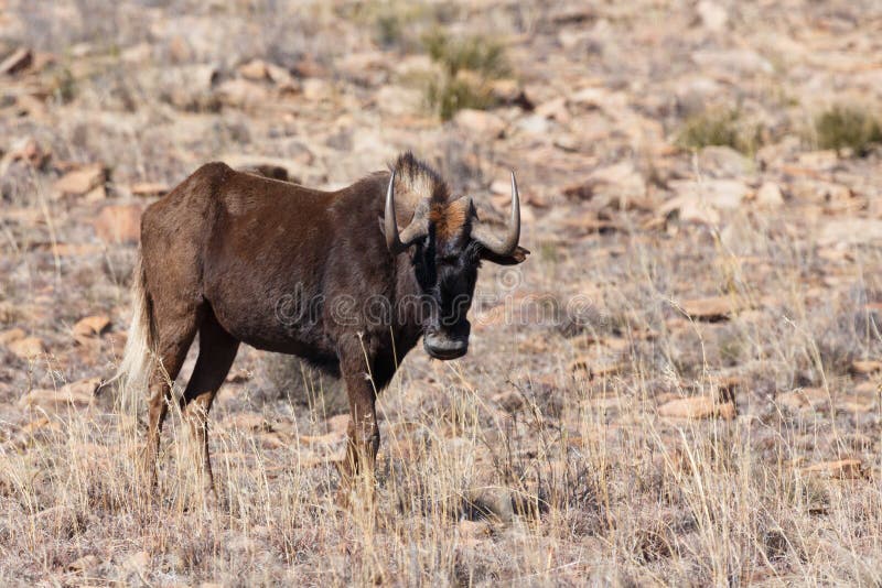 Black Wildebeest staring at you royalty free stock image Black Wildebeest staring at you royalty free stock image
