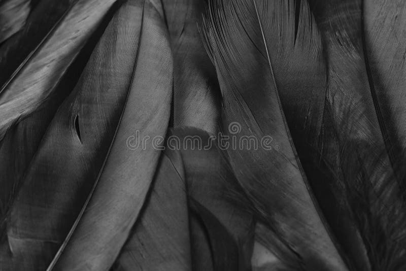 Black wing feathers detail, abstract dark background stock image