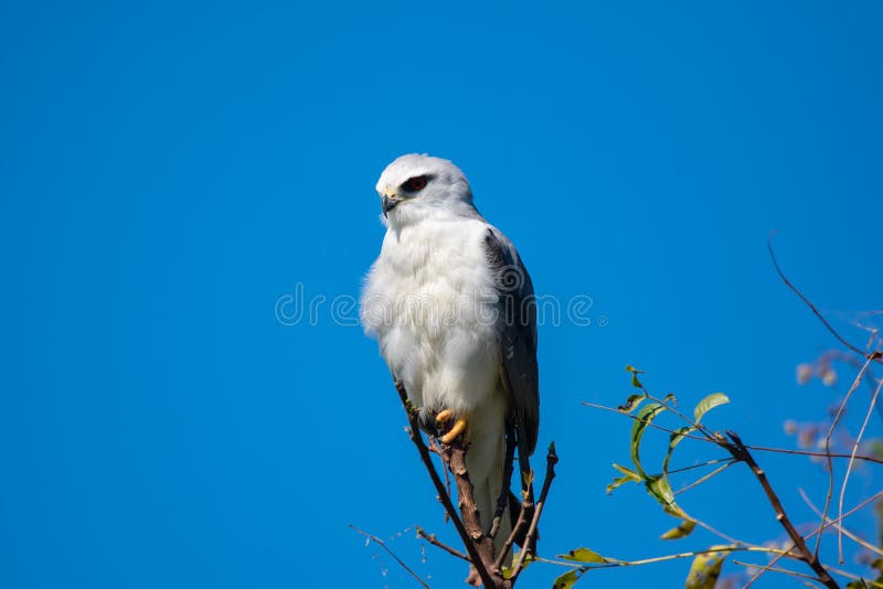 Blackwinged Kite or Blackshouldered Kite Elanus Caeruleus on the Tree