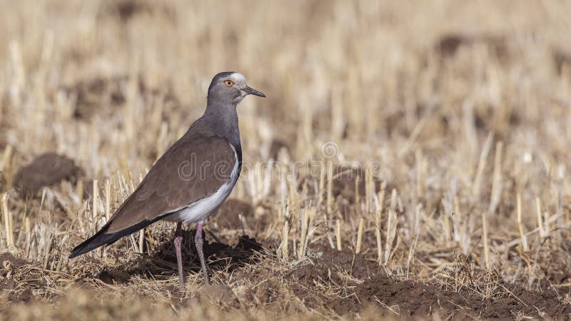 Black-winged Lapwing Wading Among Weeds