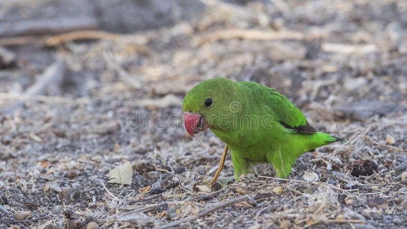 Black-winged Lovebird Feeding on Ground