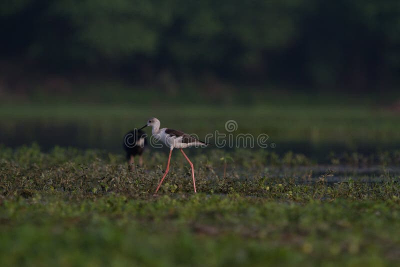 Black Winged Stilts in a Bird Sanctuary in India Stock Photo Image of