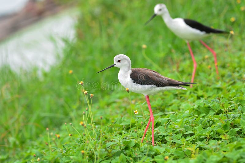 Black Winged Stilt bird stock photo. Image of tropical 45984848