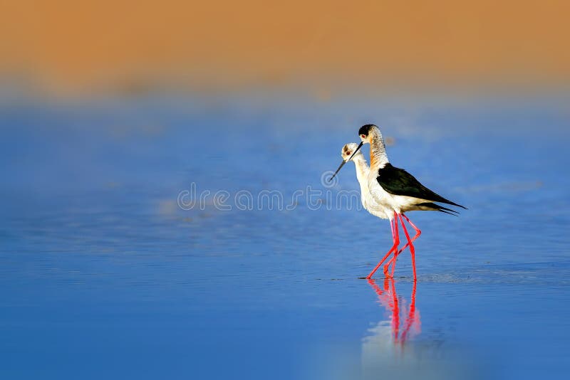 Stilt Searches Stock Photos Free & RoyaltyFree Stock Photos from