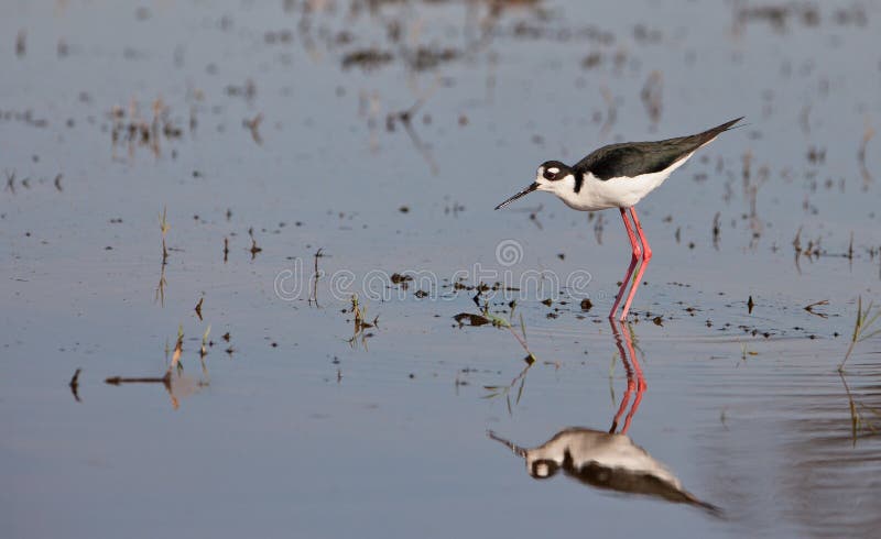 Black-winged Stilt in the water