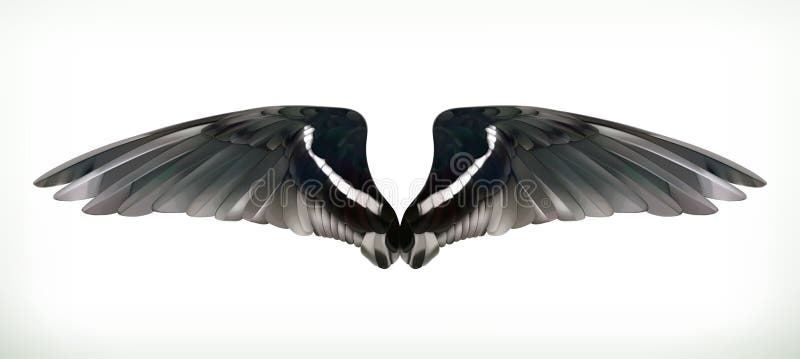 Black Wings illustration vector illustration Black Wings illustration vector illustration
