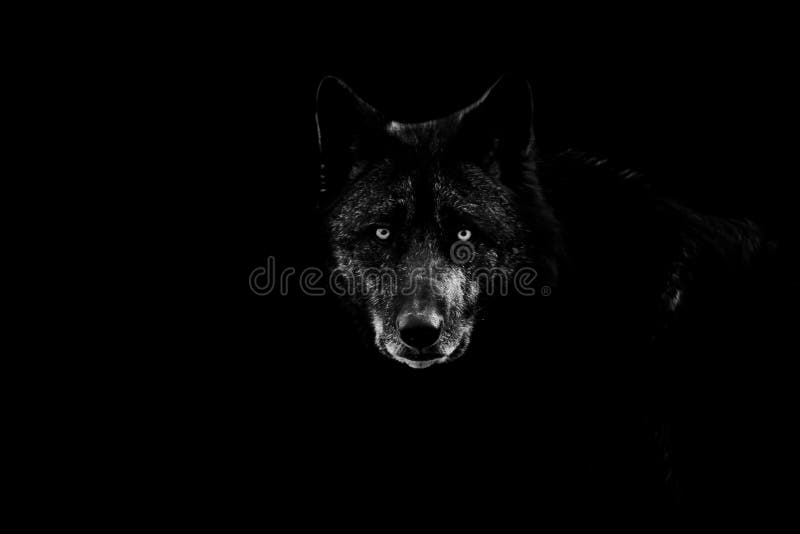 23,574 Black Wolf Stock Photos - Free & Royalty-Free Stock Photos from